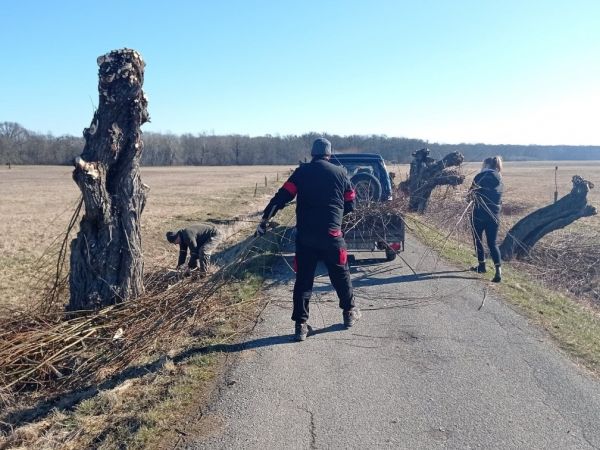 Provedli jsme jarní ošetření vrb hlavatých