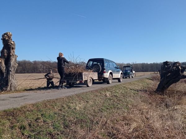 Provedli jsme jarní ošetření vrb hlavatých
