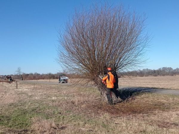 Provedli jsme jarní ošetření vrb hlavatých