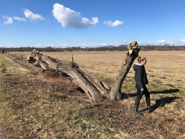 Provedli jsme jarní ošetření vrb hlavatých