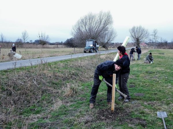 Vysadili jsme 50 Ladovských vrb