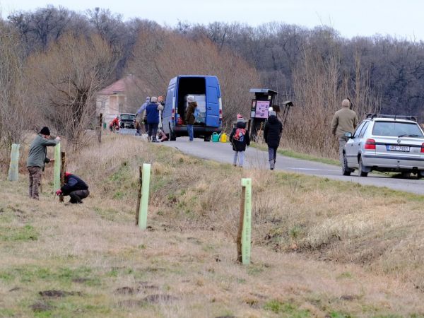Vysadili jsme 50 Ladovských vrb