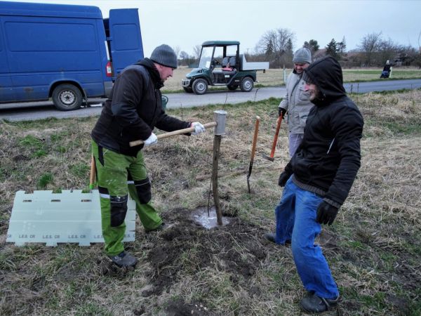 Vysadili jsme 50 Ladovských vrb
