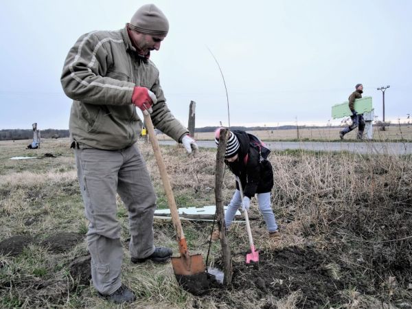 Vysadili jsme 50 Ladovských vrb