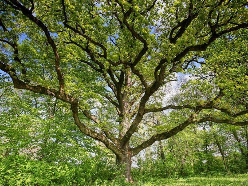 Přihlásili jsme lednického zástupce do soutěže o strom roku