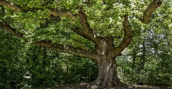 Lednický HUGO nejkrásnějším stromem Moravy