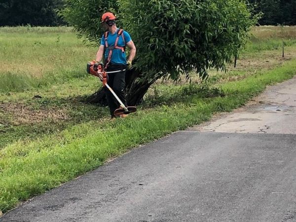 Staráme se o vysazené vrby