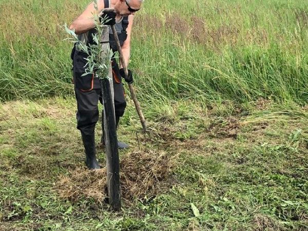 Staráme se o vysazené vrby