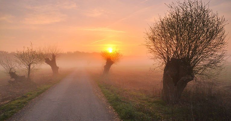 Vysadili jsme 50 Ladovských vrb